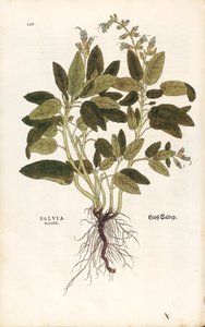 Echter Salbei - Salvia officinalis (Salvia maior) von Leonhart Fuchs aus De historia stirpium commentarii insignes (Bemerkenswerte Kommentare zur Geschichte der Pflanzen), kolorierte Gravur
