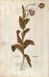 Korn- oder Feldmohn
