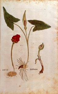 Gefleckter Aronstab - Arum italicum (Arum) von Leonhart Fuchs aus De historia stirpium commentarii insignes (Bemerkenswerte Kommentare zur Geschichte der Pflanzen), kolorierte Gravur von Leonhard Fuchs