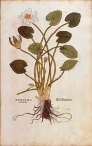 Weiße Seerose oder Weißer Lotus - Nymphaea alba (Nymphaea candida) von Leonhart Fuchs aus De historia stirpium commentarii insignes (Bemerkenswerte Kommentare zur Geschichte der Pflanzen), kolorierte Gravur
