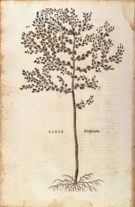 Europäische Lärche (Larix decidua) von Leonhart Fuchs aus De historia stirpium commentarii insignes (Bemerkenswerte Kommentare zur Geschichte der Pflanzen), kolorierte Gravur