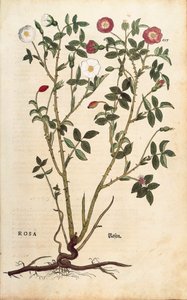 Immergrüne Rose (Rosa sempervirens) aus De historia stirpium commentarii insignes (Bemerkenswerte Kommentare zur Geschichte der Pflanzen), kolorierter Stich