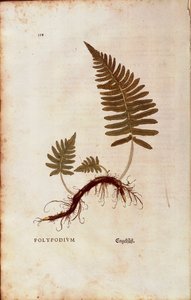 Farn, Gemeiner Tüpfelfarn (Polypodium vulgare) von Leonhart Fuchs aus De historia stirpium commentarii insignes (Bemerkenswerte Kommentare zur Geschichte der Pflanzen), kolorierter Stich