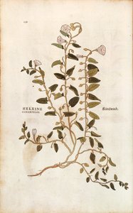 Ackerwinde - Convolvulus arvensis (Helxine cissampelos) von Leonhart Fuchs aus De historia stirpium commentarii insignes (Bemerkenswerte Kommentare zur Geschichte der Pflanzen), kolorierter Stich von Leonhard Fuchs