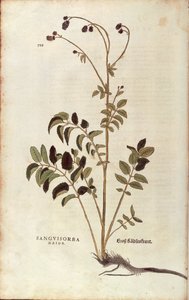 Großer Wiesenknopf - Sanguisorba officinalis (Sanguisorba major) von Leonhart Fuchs aus De historia stirpium commentarii insignes (Bemerkenswerte Kommentare zur Geschichte der Pflanzen), kolorierte Gravur
