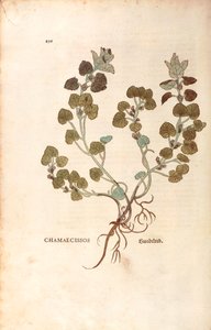 Gundermann von Leonhart Fuchs aus De historia stirpium commentarii insignes, kolorierte Gravur von Leonhard Fuchs