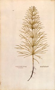 Schachtelhalm - Equisetum arvense (Equisetum longius) von Leonhart Fuchs aus De historia stirpium commentarii insignes (Bemerkenswerte Kommentare zur Geschichte der Pflanzen), kolorierte Gravur