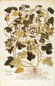 Efeu (Hedera helix nigra aurea) aus De historia stirpium commentarii insignes (Bemerkenswerte Kommentare zur Geschichte der Pflanzen), kolorierter Stich von Leonhard Fuchs