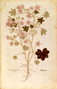 Malve (Malva sylvestris elatior) von Leonhart Fuchs aus De historia stirpium commentarii insignes (Bemerkenswerte Kommentare zur Geschichte der Pflanzen), kolorierte Gravur