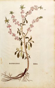 Seidelbast - Daphne mezereum von Leonhart Fuchs aus De historia stirpium commentarii insignes, kolorierte Gravur
