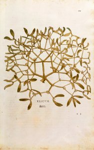 Mistel (Viscum album) von Leonhart Fuchs aus De historia stirpium commentarii insignes (Bemerkenswerte Kommentare zur Geschichte der Pflanzen), kolorierte Gravur von Leonhard Fuchs