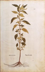 Mauerraute - Parietaria officinalis von Leonhart Fuchs aus De historia stirpium commentarii insignes, kolorierte Gravur