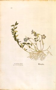 Immergrün - Vinca minor von Leonhart Fuchs aus De historia stirpium commentarii insignes, kolorierte Gravur