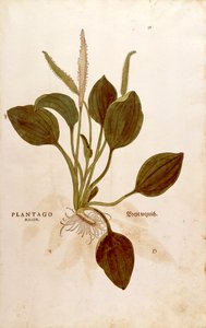 Spitzwegerich (Plantago major) aus De historia stirpium commentarii insignes (Bemerkenswerte Kommentare zur Geschichte der Pflanzen), kolorierter Stich von Leonhard Fuchs