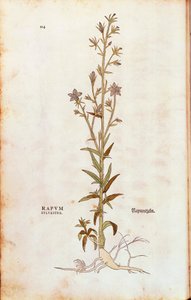 Rapunzel-Glockenblume - Campanula rapunculus (Rapum sylvestre) aus De historia stirpium commentarii insignes (Bemerkenswerte Kommentare zur Geschichte der Pflanzen), kolorierter Stich
