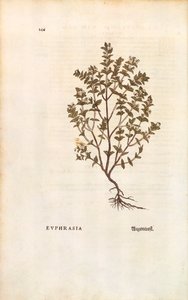 Roter Augentrost von Leonhart Fuchs aus De historia stirpium commentarii insignes, kolorierte Gravur von Leonhard Fuchs
