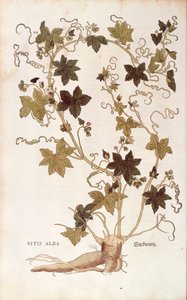 Rote Zaunrübe - Bryonia dioica (Vitis alba) aus De historia stirpium commentarii insignes (Bemerkenswerte Kommentare zur Geschichte der Pflanzen), kolorierter Stich