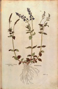 Ehrenpreis von Leonhart Fuchs aus De historia stirpium commentarii insignes, kolorierte Gravur von Leonhard Fuchs