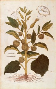 Stechapfel - Datura stramonium von Leonhart Fuchs aus De historia stirpium commentarii insignes, kolorierte Gravur