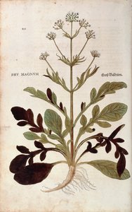 Baldrian - Valeriana officinalis (Phu magnum) von Leonhart Fuchs aus De historia stirpium commentarii insignes (Bemerkenswerte Kommentare zur Geschichte der Pflanzen), kolorierte Gravur von Leonhard Fuchs