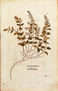 Mauer-Gamander - Teucrium chamaedrys von Leonhart Fuchs aus De historia stirpium commentarii insignes, kolorierte Gravur