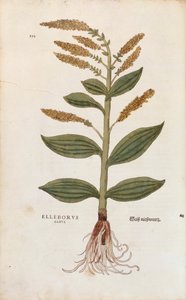 Weiße Nieswurz - Veratrum album von Leonhart Fuchs aus De historia stirpium commentarii insignes, kolorierte Gravur