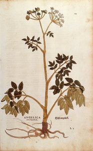 Wilde Engelwurz (Angelica sylvestris) von Leonhart Fuchs aus De historia stirpium commentarii insignes (Bemerkenswerte Kommentare zur Geschichte der Pflanzen), kolorierte Gravur