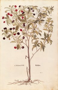 Vogelkirsche - Prunus avium von Leonhart Fuchs aus De historia stirpium commentarii insignes, kolorierte Gravur von Leonhard Fuchs