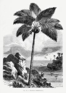 Vintage Palmenzeichnung I