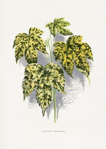 Abutilon Thompsoni Blatt Illustration