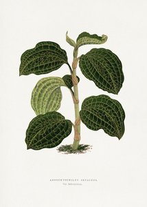 Grünes Anoechtochilus Setaceus Blatt Illustration