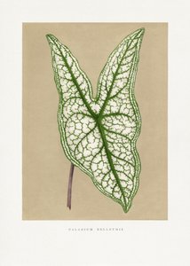 Grünes Caladium Belleymii Blatt Illustration von Les Plantes a Feuillage Colore
