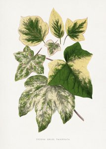 Illustration des Grünen Blattes