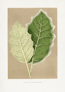 Illustration des Grünen Solanum Marginatum Blattes