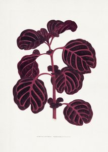 Illustration des Rosa Achyranthes Verschaffeltii Blattes von Les Plantes a Feuillage Colore