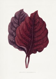 Illustration des Rosa Amarantus Blattes von Les Plantes a Feuillage Colore