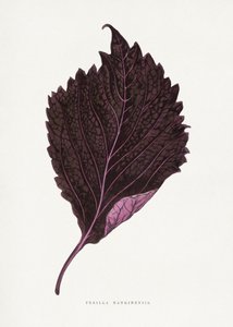 Illustration des Rosa Perilla Nankinensis Blattes von Les Plantes a Feuillage Colore