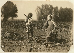 Amelia und Mary Luft, 9 und 12, schneiden Zuckerrüben auf einer Farm in der Nähe von Sterling, Colorado, 1915
