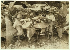 Amos 6 und Horace 4 wurmen und saugen Tabakspflanzen den ganzen Tag für ihren Vater John Neal in Warren County, Albaton, Kentucky, 1916