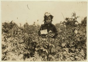 Annie Bissie pflückt Beeren auf den Feldern bei Baltimore, Maryland, 1909