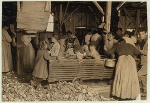 Bill May, 5 Jahre alt, der 15 Cent pro Tag verdient, in der Schälhalle der Barataria Canning Company, Biloxi, Mississippi, 1911
