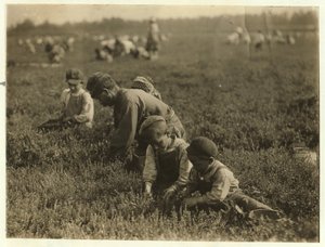 Jo Arnao 3, pflückt Preiselbeeren mit seinem Bruder 6 und seiner Schwester 9 in Whites Bog, Browns Mills, New Jersey, 1910