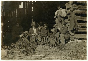 Söhne von J.H. Burch im Alter von 12, 14 und 17 Jahren, die während der Schulzeit Tabak in Warren County, Rockfield, Kentucky, 1916, entblättern