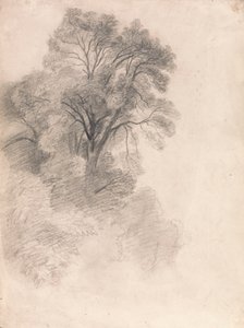 Studie von Eschen