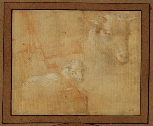 Studie eines Lamms von Lorenzo di Credi
