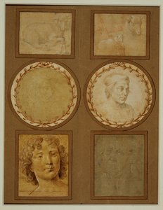 Studie eines Lamms, Vorderfüße gebunden von Lorenzo di Credi