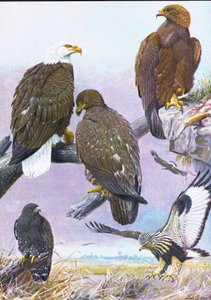 Weißkopfseeadler, Amerikanischer Steinadler, Amerikanischer Rauhfußbussard von Louis Agassiz Fuertes