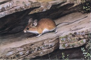 Großohrige Pinion-Maus repräsentiert den Weißfuß-Clan in den zerklüfteten Canyons des Südwestens
