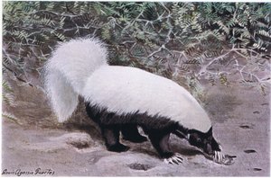 Schweinsnasen-Skunk, weißer Rücken, schwarzer Bauch, gräbt mit seinen langen Krallen nach Nahrung