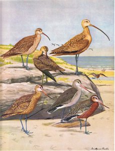 Hudson-Brachvogel, Eskimo-Brachvogel, Langschnabel-Brachvogel, Marmel-Godwit, Hudson-Godwit